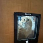 寝室に寝込んでいた飼い主の”面会”に訪れた猫たちがTwitter上で話題に（ネコランドさん提供）