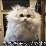 ただのモップになってしまうことも…（ネコランドさん提供、YouTubeよりキャプチャ撮影）