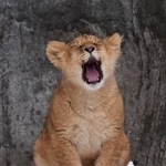 飛び跳ねながら遊んでいた子ライオンたちの様子に…（RIKUさん提供）