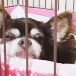 ６年もの間ケージが出たことがなかったという元繁殖犬のコハクちゃん