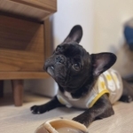 話しかけると首を傾げて理解しようとしてくれる＝フレンチブルドッグohanaさん（@ohana5301）提供