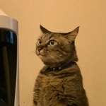 立ちながらウンチする猫ちゃんがTwitter上で話題に(のんさん提供、Twitterよりキャプチャ撮影)