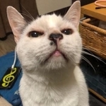 ご長寿のアジくん