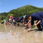 昨年5月の酒米五百万石の田植え