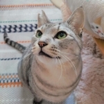 口内炎の治療のため、歯を全部抜いた小虎さん。とてもスッキリしたようで、ご飯が美味しい！