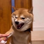 お手てを触られて怒る柴犬がInstagram上で話題に（まめ柴夫婦 豆千代くんとモチ代さん提供、Instagramよりキャプチャ撮影）