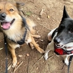 毛色が違うものの実の姉弟のロックくん（弟）とリンちゃん（姉）