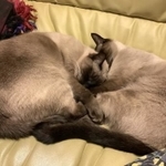 愛猫の鯵くんと鮭くん