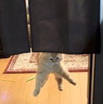 猫らしからぬジャンプを披露するモフモフ猫がTwitter上で話題に（ネコランドさん提供）　