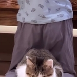 双子の弟のふくらはぎに居座る元保護猫が話題に（小判つる姫さん提供、Instagramよりキャプチャ撮影）