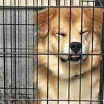 緊張のあまり座りながら寝ることもあった保護犬・ポグバ