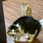 ヤマアラシのようにキレるカワイイ猫が話題に（秀さん提供）