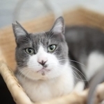 ギャラリーの看板猫・シャミンスキーくん