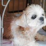 2017年に動物愛護センターから保護された当時のダンジェロ