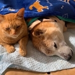 エンくんが寝たきりになった…（@shibainu.enさん提供）