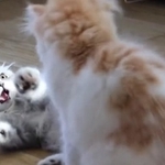 じゃれ合って激オコする子猫が話題に（「ぽてこゆこめ+うな」さん提供、Twitterよりキャプチャ撮影）