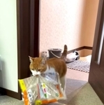 重さ2.5キロの猫砂が入った袋をくわえて運ぶ猫ちゃんの動画がInstagramで話題に（ツィーさん提供、Instagramよりキャプチャ撮影）