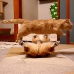 華麗にジャンプ！（画像提供：ちい むう ととろさん）