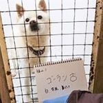 動物愛護センターから引き取った当時のゴーラン