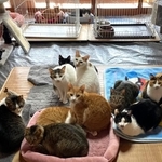 「処分」を宣告された公園の猫たちのために開設された保護施設「保護猫ハウスもなねこ」。大家さんから退去通告があった（岡田さん提供）