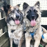 元保護犬・烏龍（左）と、同じく元保護犬で「弟分」のエテ（右）