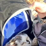 リュックを開けると自ら中に入り込んできた野良猫の写真がTwitter上で話題になった（大師前どうぶつ病院さんが提供）