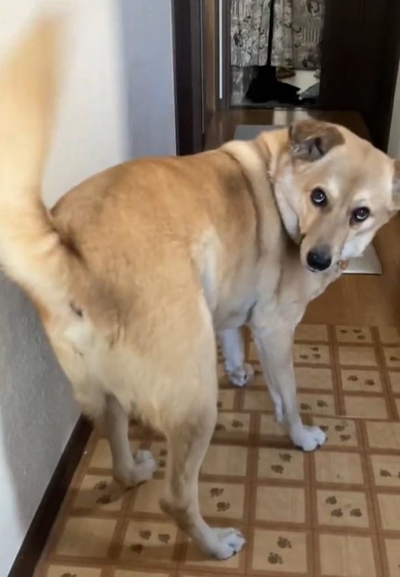 上目遣いでお尻をフリフリするてんくん（画像は動画のスクリーンショット）