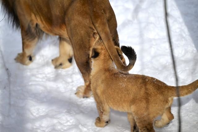 そのボールは噛んじゃダメェエエ！（2/4）（提供画像）