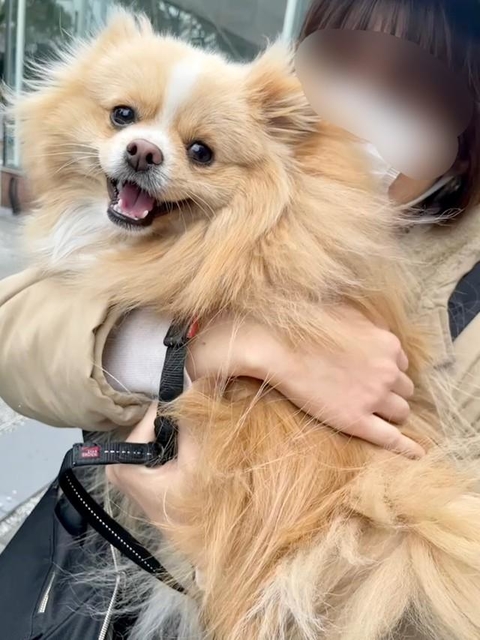 「第一希望」の人に抱っこされたピカルディくん（画像提供：飼い主さん）