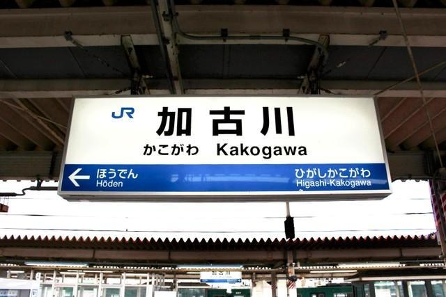 【ラッピング無料】 WBCでも大注目、トレンド常連「加古川の人」って？ 加古川市「大 塊根植物・コーデックス