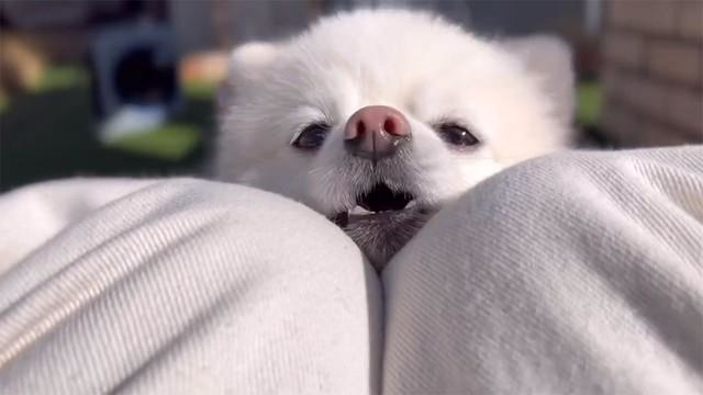 可愛さを自覚しているだろ…！？（画像提供：ぼく、ポメラニアンのぽんちゃん！）