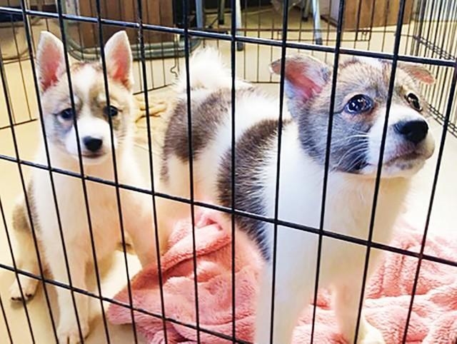 臨月の状態の保護犬から誕生した2頭のワンコ、ダンバンとスンミン