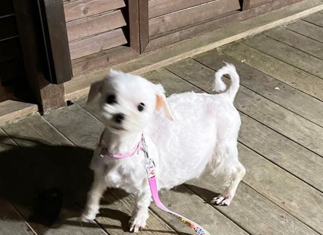 保護当時、そのお腹には6頭の赤ちゃんがいました