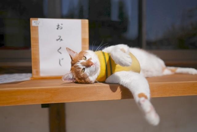 西日本豪雨災害で被災した家屋を解体中に保護された赤ちゃん猫 神社に