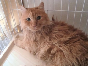 保護された日のくまくん。ご飯は食べていましたが、水が足らずに脱水症状を起こしていました