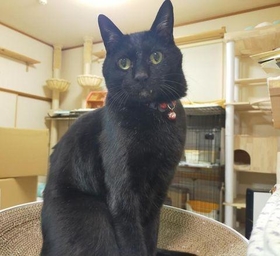 モデルのようにポーズしてくれる＝mananeko.mさん提供