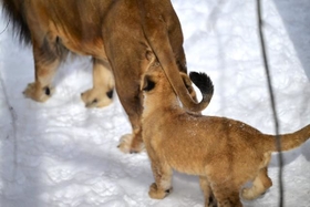 そのボールは噛んじゃダメェエエ！（2/4）（提供画像）
