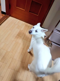 背中にうずらちゃんを乗せている元保護犬が話題に（ぷくぷく本丸さん提供）