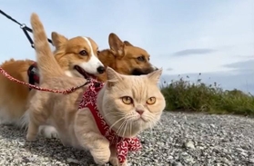 最初は一緒に歩いていた＝ちいむうととろさん（@muchi21067312）提供