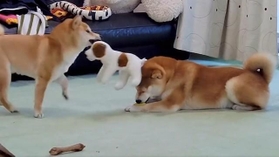 妹豆柴が振り回すぬいぐるみに当たる兄柴犬が話題（「シヴァ犬こむぎっす　豆シヴァわらび」さん提供、Twitterよりキャプチャ撮影）