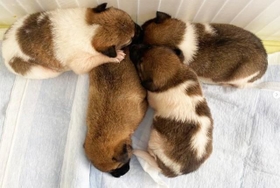 左上からフラン（オス）、ほたる（メス）、ヘンリー（オス）、まひろ（メス）