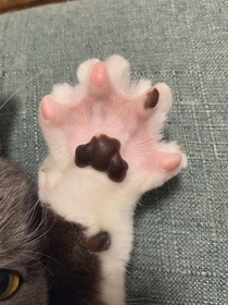 肉球の見せ方のお手本」肉球全開の猫さんにネット衝撃！ 「アポロ