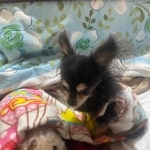 衰弱したポコくん（左）を見守るマリンちゃん（画像提供：なおさん）