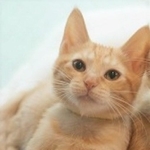 大和路快速でお家にやってきたミカエルくん。小さい！