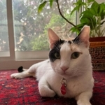 耳カットしすぎじゃない？案件にゃ。＝necotobukoさん提供