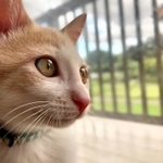 大人びた表情のソングくん。Aさんお気に入りの一枚です。窓の外に何が見える？