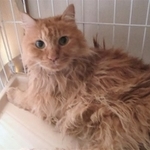 保護された日のくまくん。ご飯は食べていましたが、水が足らずに脱水症状を起こしていました