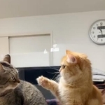 「私のベッド、返してよ！」と言いたい・・・＝mikaさん（@mika_ko0904）提供