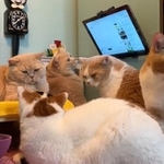 押入れの秘密基地に集結するモフモフ猫たちが話題に（みかんとじろうさんちさん提供、YouTubeよりキャプチャ撮影）