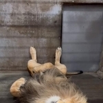 「百獣の王ですが、何か？」（画像提供：旭山動物園 ※一部画像をトリミングしています）